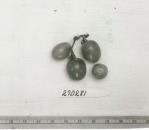 Click for 1 image(s) for this accession. FRUIT